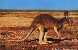 Kangourou