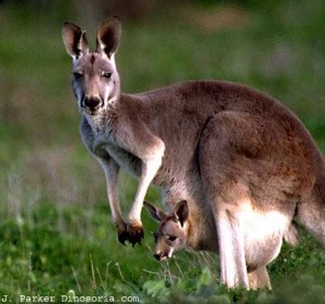 Kangourou