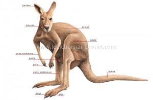 Kangourou