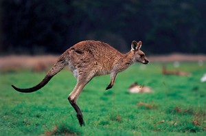 Kangourou