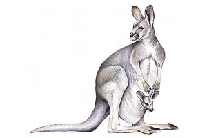 Kangourou