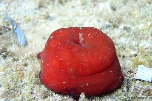 Actinie rouge