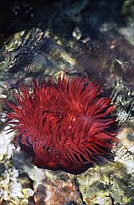 Actinie rouge