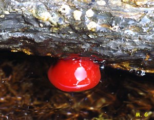 Actinie rouge