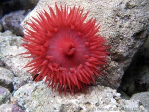 Actinie rouge