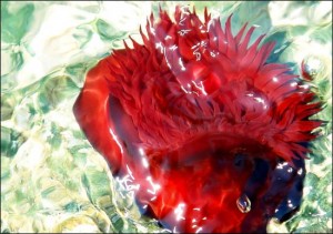 Actinie rouge