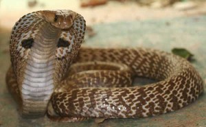 Cobra indien