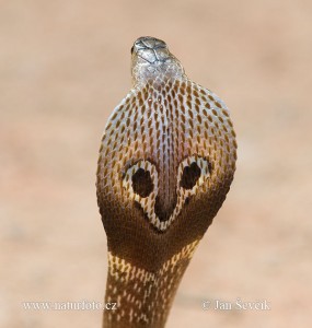 Cobra indien