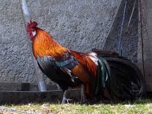 Coq domestique