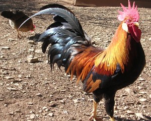 Coq domestique