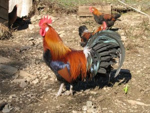 Coq domestique