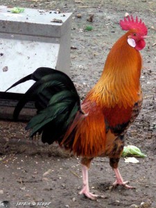 Coq domestique