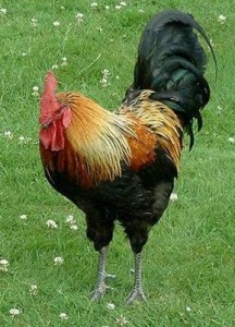 Coq domestique
