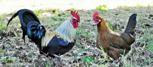 Coq domestique