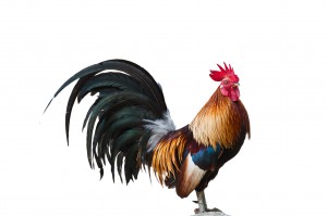 Coq domestique