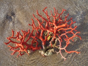 Corail rouge