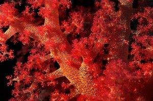 Corail rouge
