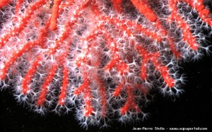 Corail rouge
