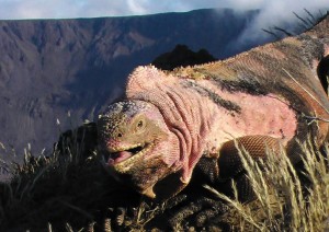 Iguane rose