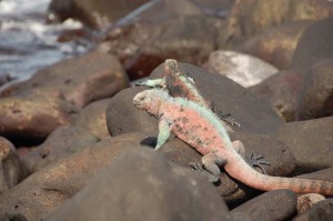 Iguane rose