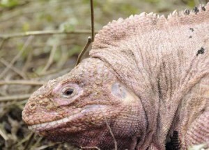 Iguane rose