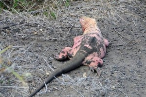 Iguane rose