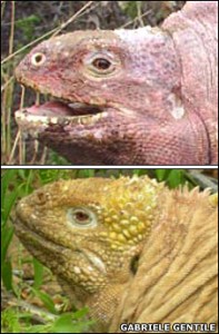 Iguane rose