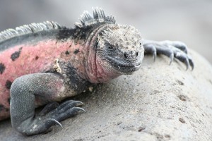 Iguane rose