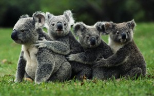Koala