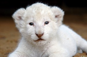 Lion blanc