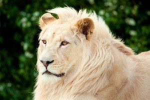 Lion blanc
