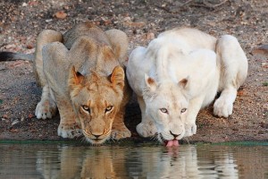 Lion blanc