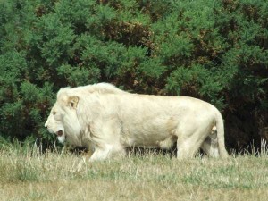 Lion blanc