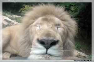Lion blanc