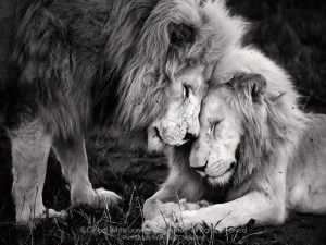 Lion blanc