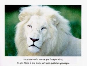 Lion blanc