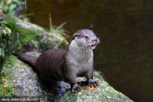 Loutre d'Europe