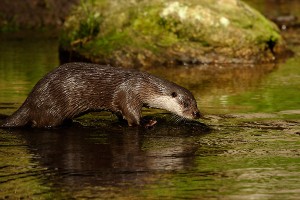 Loutre d'Europe