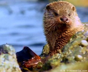 Loutre d'Europe