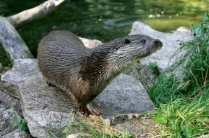 Loutre d'Europe