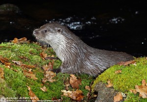 Loutre d'Europe