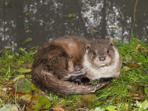 Loutre d'Europe