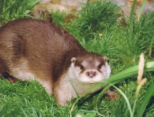 Loutre d'Europe