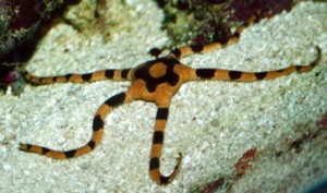 Ophiure