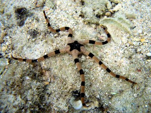 Ophiure