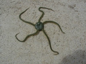 Ophiure