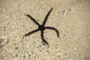 Ophiure