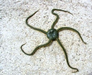 Ophiure