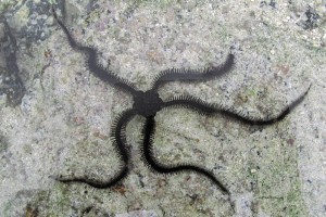 Ophiure