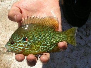 Perche soleil